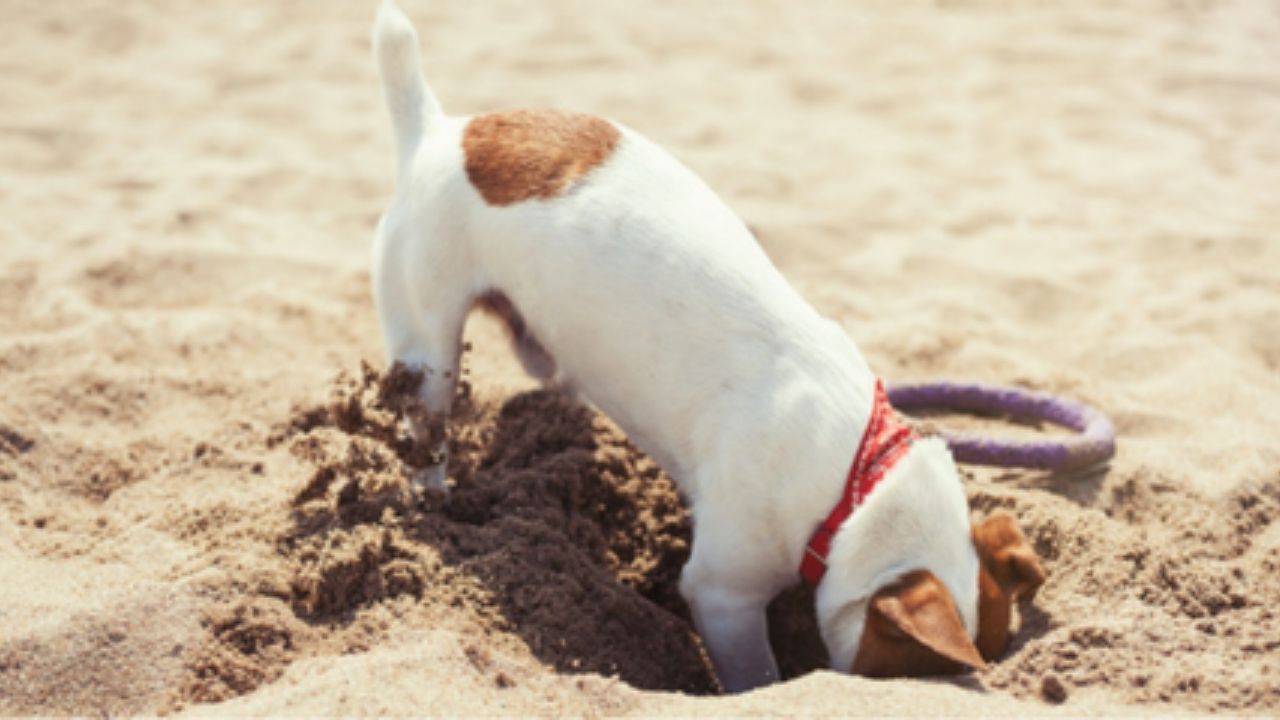 Digging for a powerful purpose
